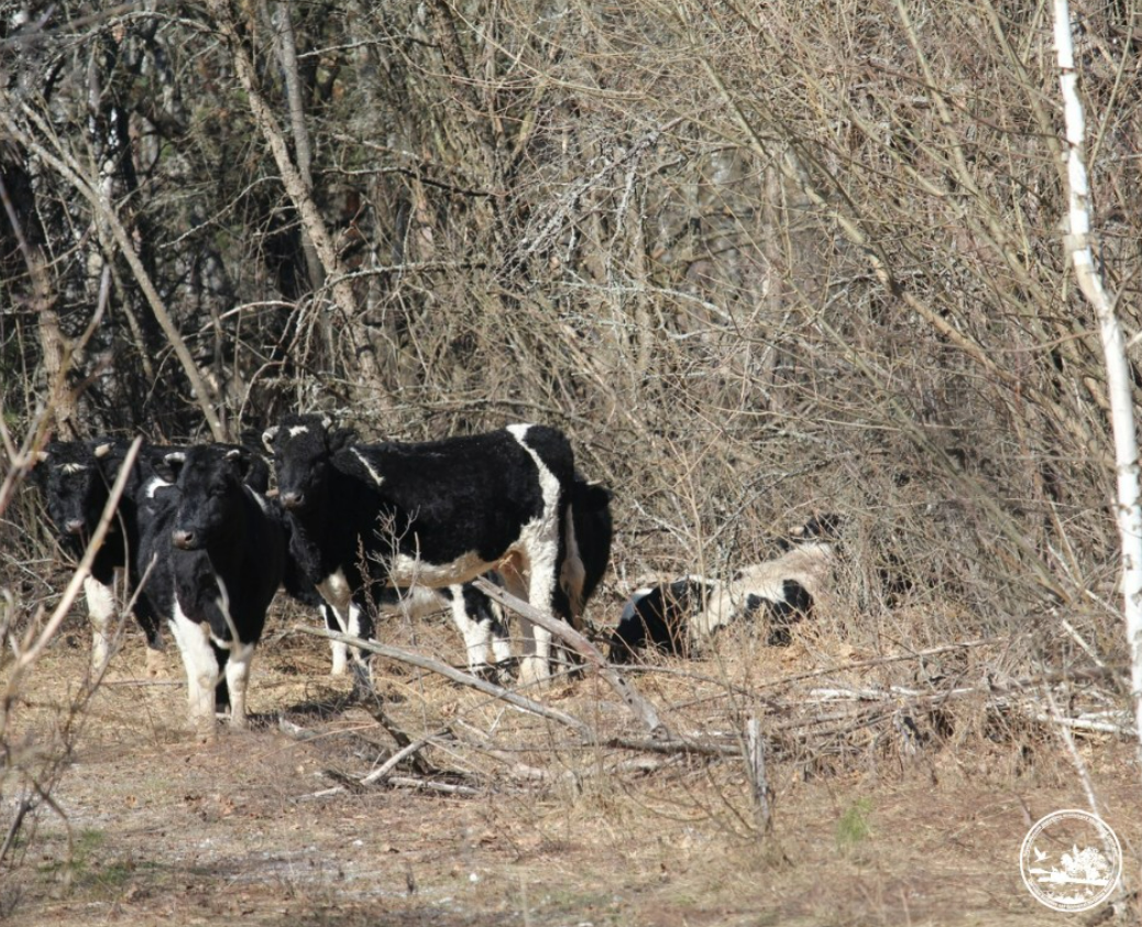 У Чорнобильському заповіднику на бика-ватажка напав ведмідь: що відомо 