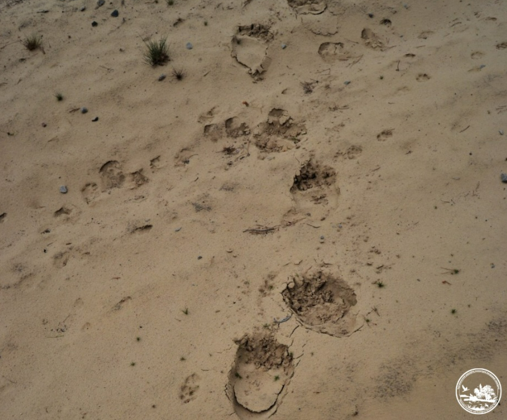 У Чорнобильському заповіднику на бика-ватажка напав ведмідь: що відомо 