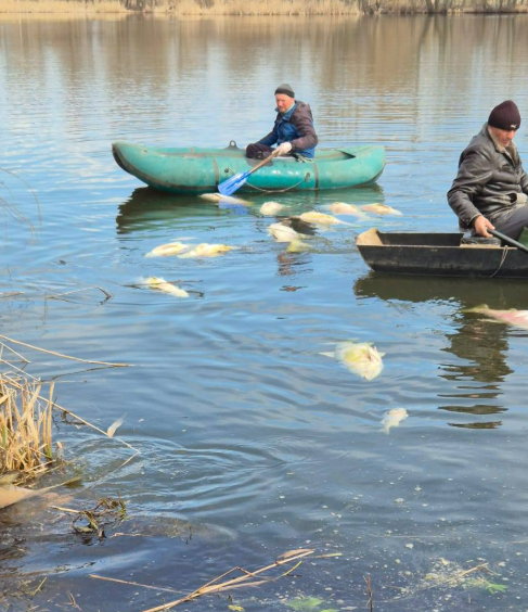 На Чернігівщині масово гине риба: що кажуть чиновники і мешканці