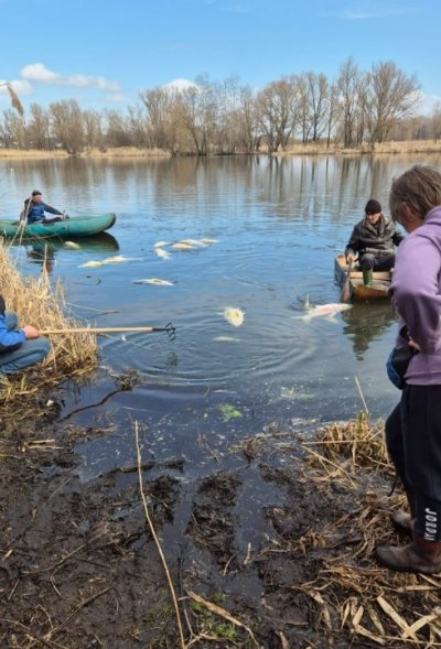 На Чернігівщині масово гине риба: що кажуть чиновники і мешканці