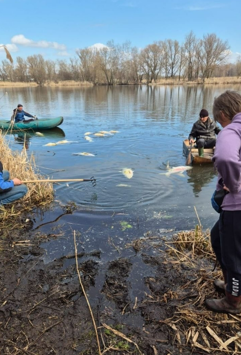 На Чернігівщині масово гине риба: що кажуть чиновники і мешканці