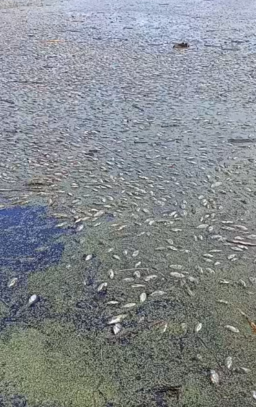 На Чернігівщині масово гине риба: що кажуть чиновники і мешканці