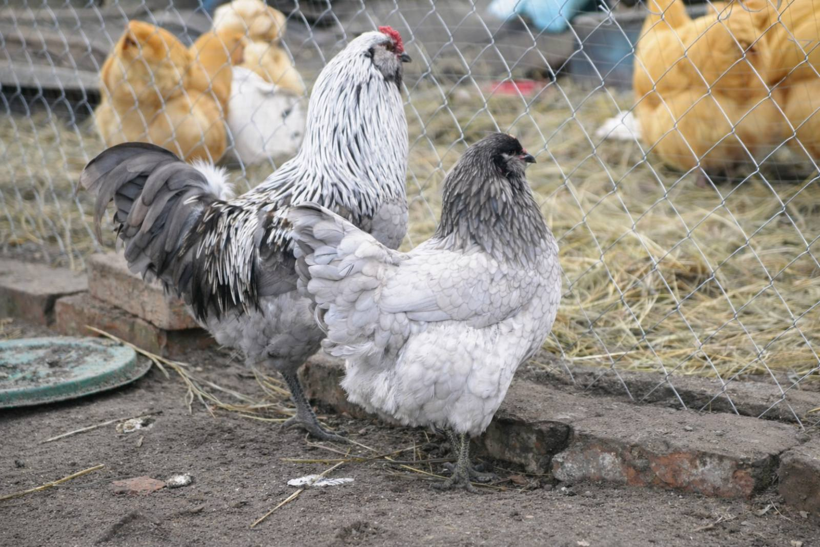 Жінка з Криму на Чернігівщині розводить породистих курей