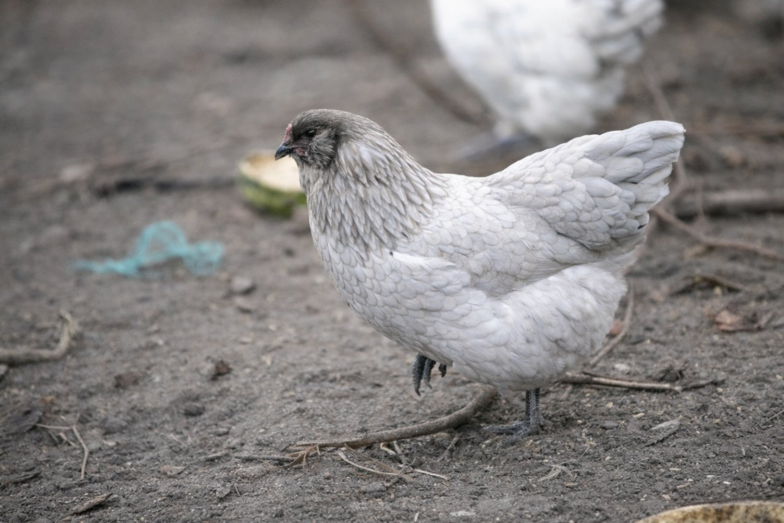 Жінка з Криму на Чернігівщині розводить породистих курей