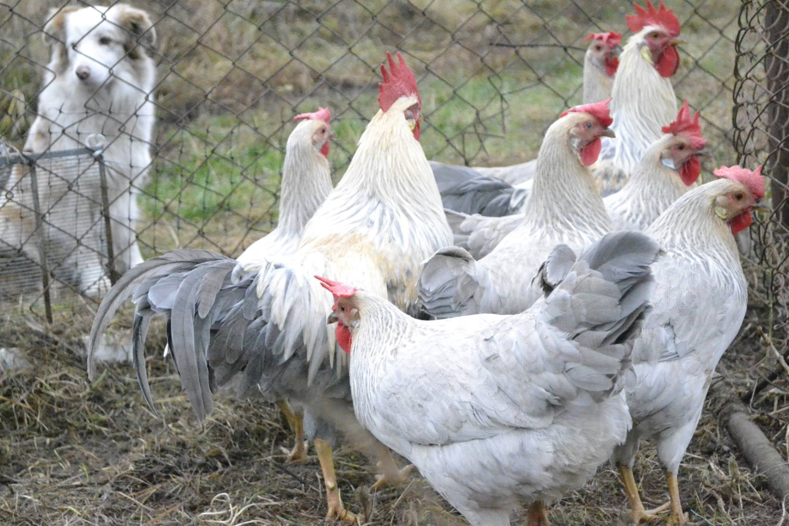 Жінка з Криму на Чернігівщині розводить породистих курей