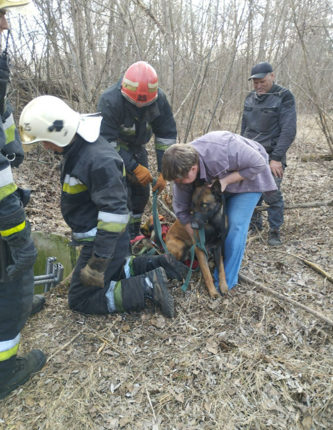 Сліпого собаку витягли з глибокого колодязя під Черніговом