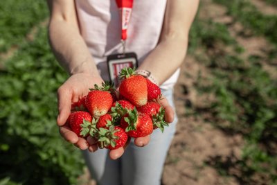 Родина з Чернігівщини вирощує полуницю без хімії: які сорти продає
