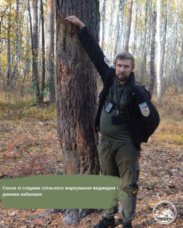 У заповіднику ведмеді, олені та кабани лишають мітки на одному й тому самому дереві