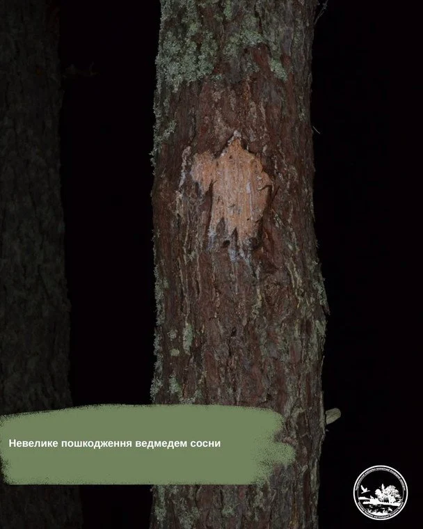 У заповіднику ведмеді, олені та кабани лишають мітки на одному й тому самому дереві