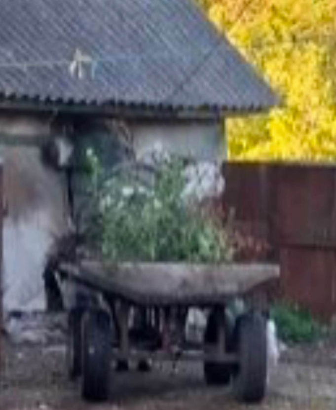 Школу закрили — троянди покрали: у громаді розгорівся скандал