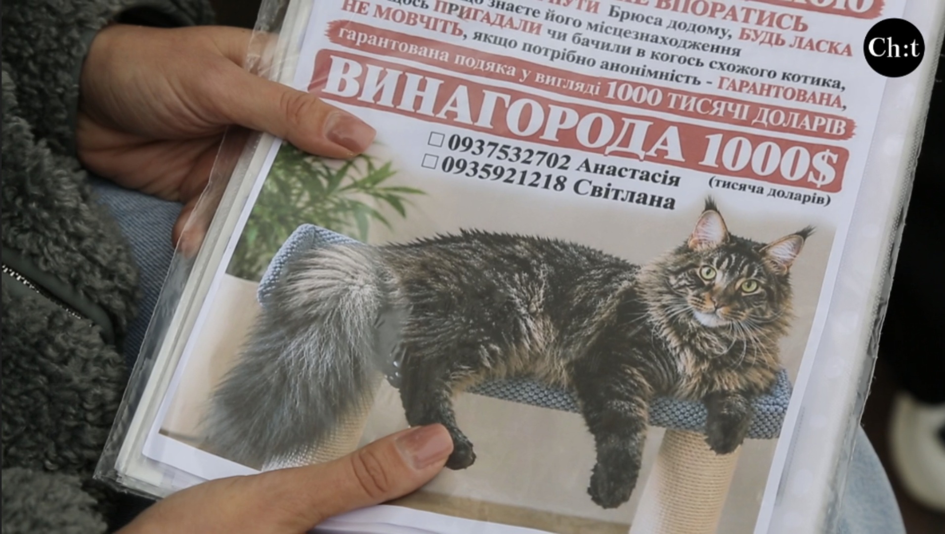 «Він як людина»: чернігівка розшукує кота Брюса і підозрює викрадення